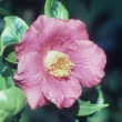 Kifukurin-benten